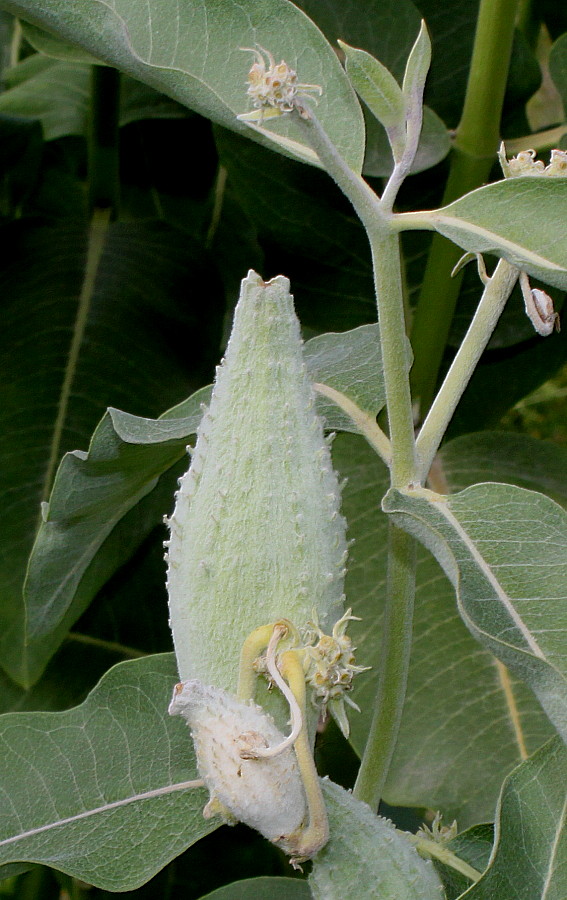 Image of Asclepias speciosa specimen.