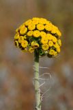 Pseudohandelia umbellifera. Соцветие. Южный Казахстан, восточная граница пустыни Кызылкум. 04.05.2013.