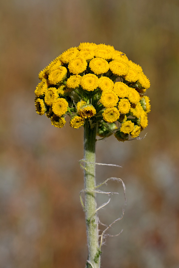 Image of Pseudohandelia umbellifera specimen.