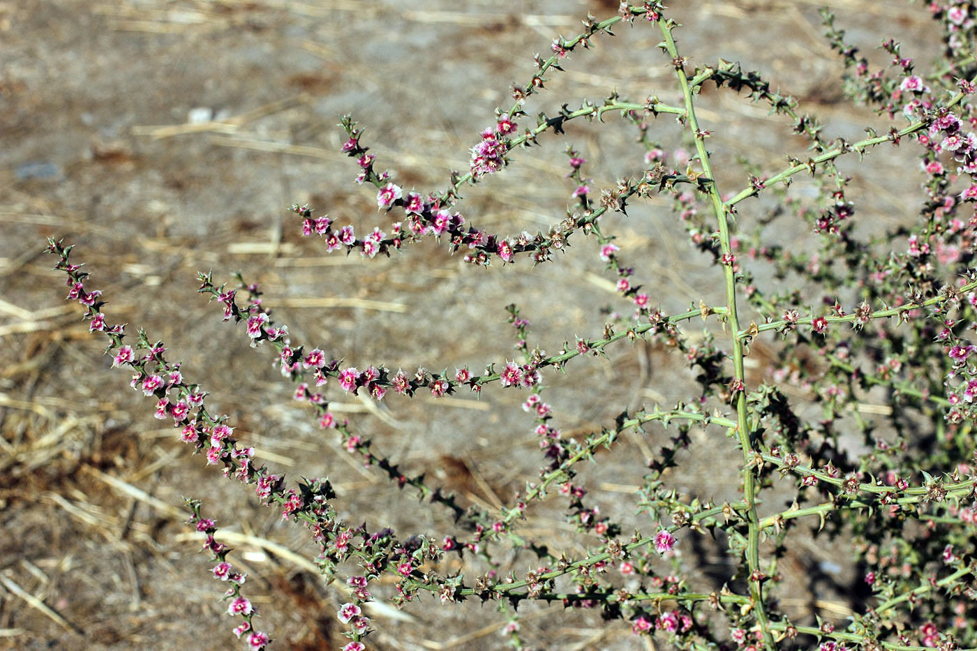 Image of Salsola tragus specimen.