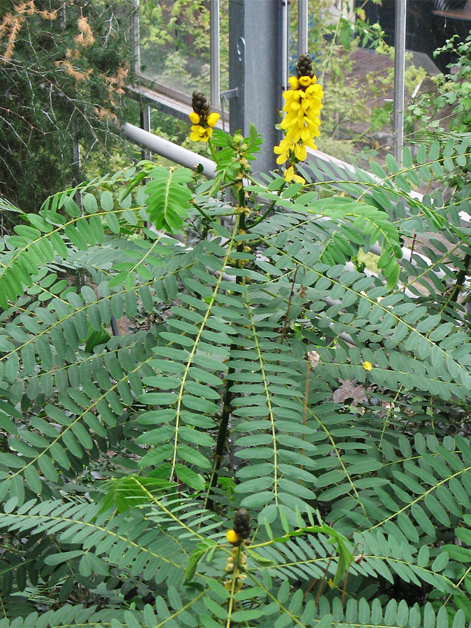 Image of Senna didymobotrya specimen.