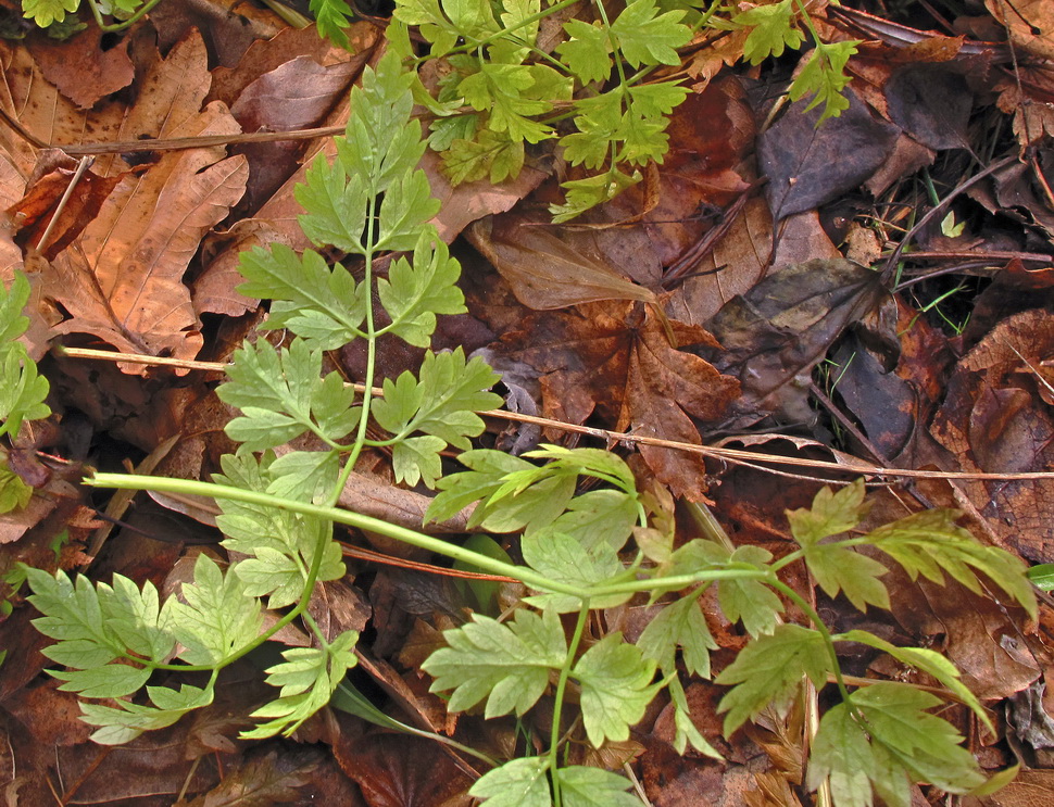 Image of familia Apiaceae specimen.