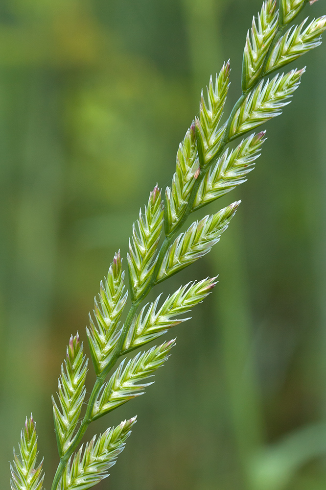Image of Lolium perenne specimen.