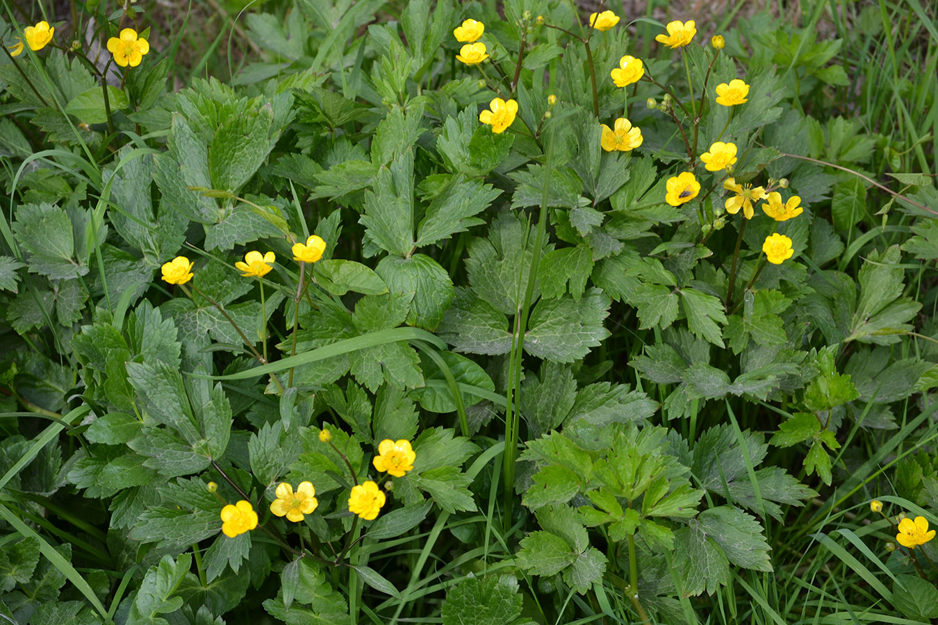 Изображение особи Ranunculus repens.