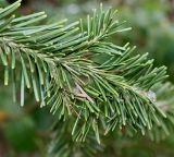 Abies lasiocarpa var. arizonica