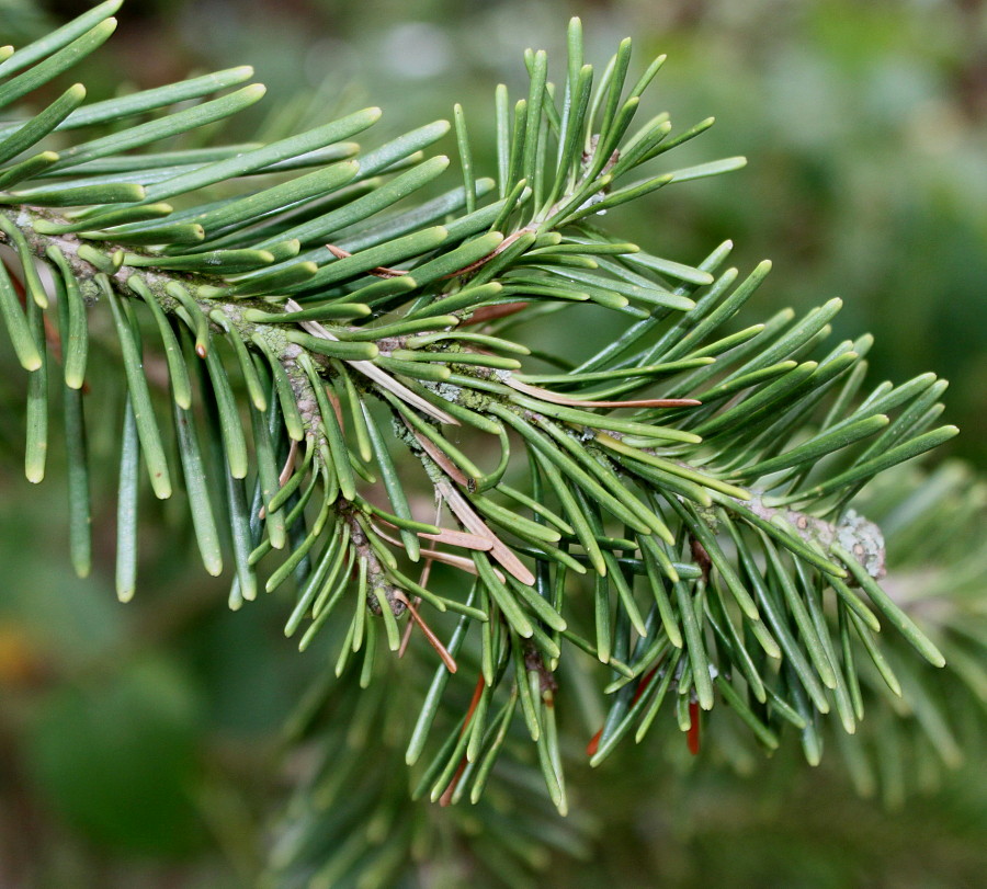 Изображение особи Abies lasiocarpa var. arizonica.