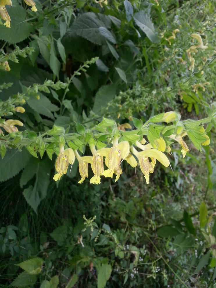 Изображение особи Salvia glutinosa.