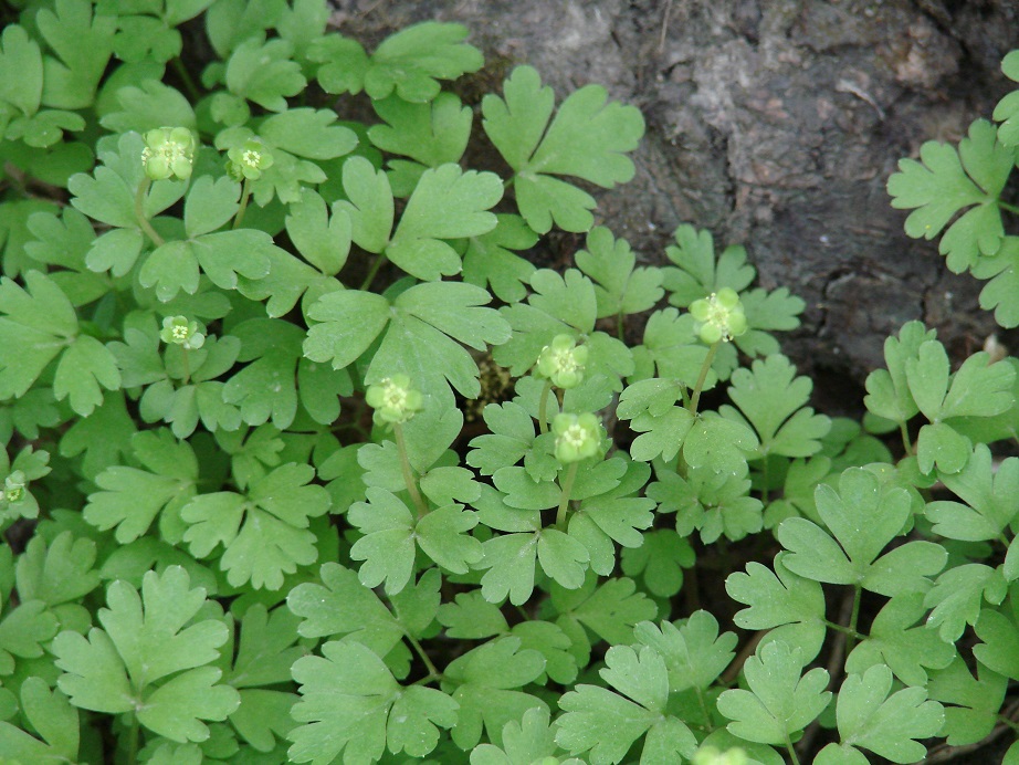 Изображение особи Adoxa moschatellina.