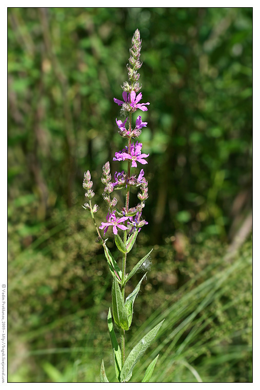 Image of Lythrum salicaria specimen.