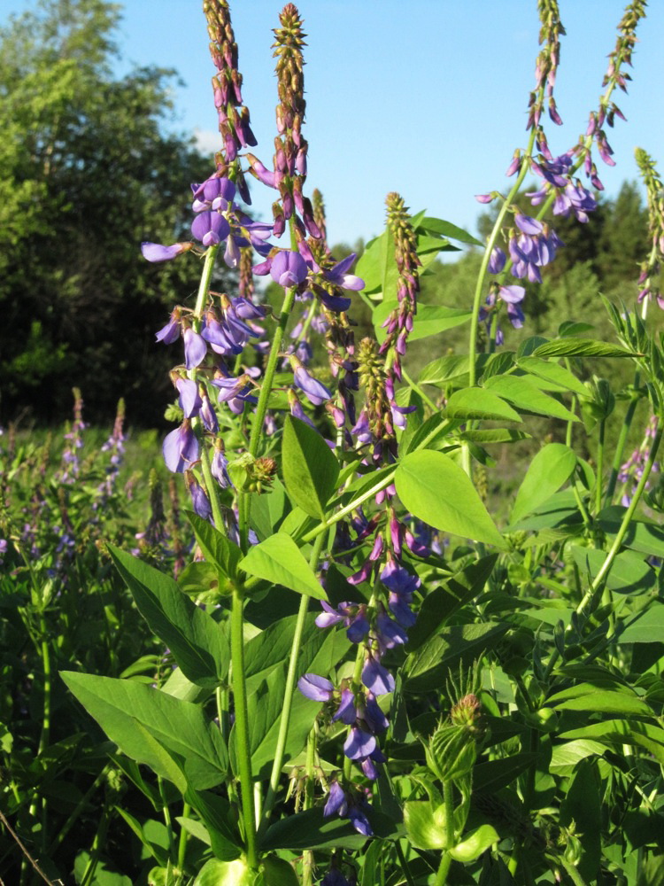 Изображение особи Galega orientalis.