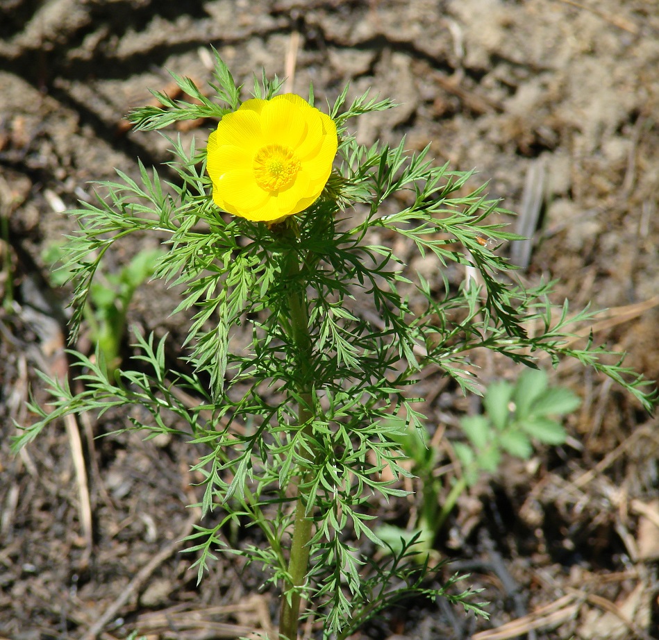 Image of Adonis apennina specimen.