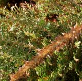 Polystichum setiferum