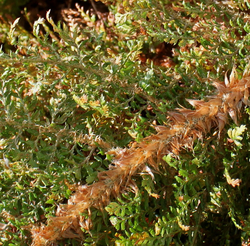 Image of Polystichum setiferum specimen.