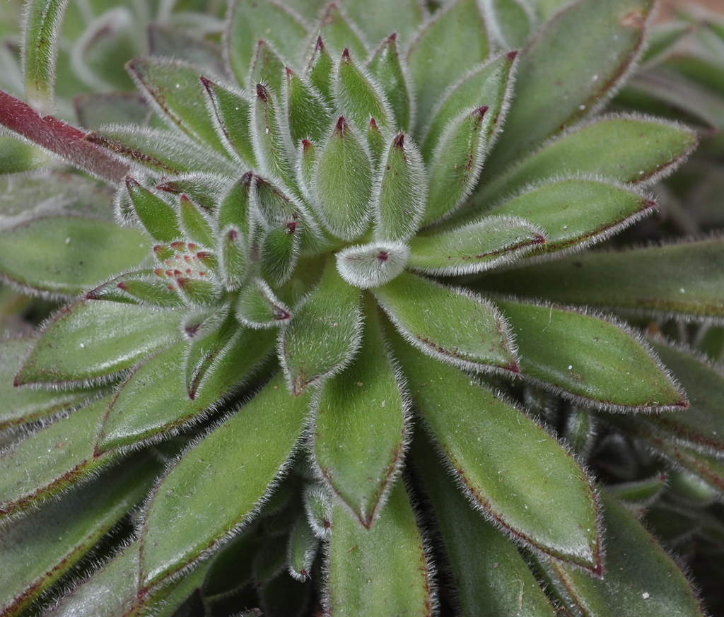 Image of Echeveria setosa specimen.