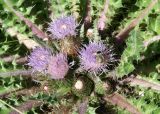 Cirsium esculentum. Верхушка цветущего растения и фуражирующий шмель. Восточный Казахстан, Уланский р-н, окр. с. Украинка, луг. 24.08.2010.