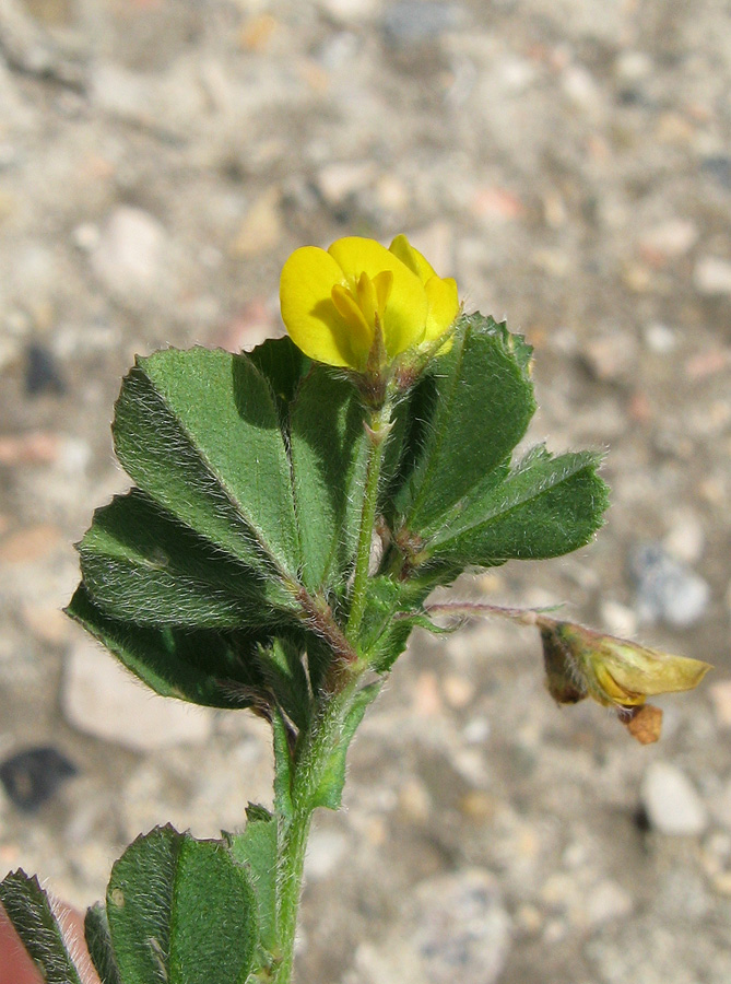 Image of Medicago rigidula specimen.