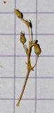 Arenaria subspecies viscidula