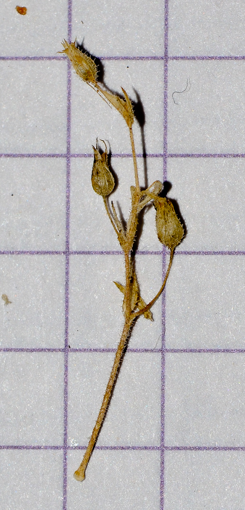 Image of Arenaria leptoclados ssp. viscidula specimen.