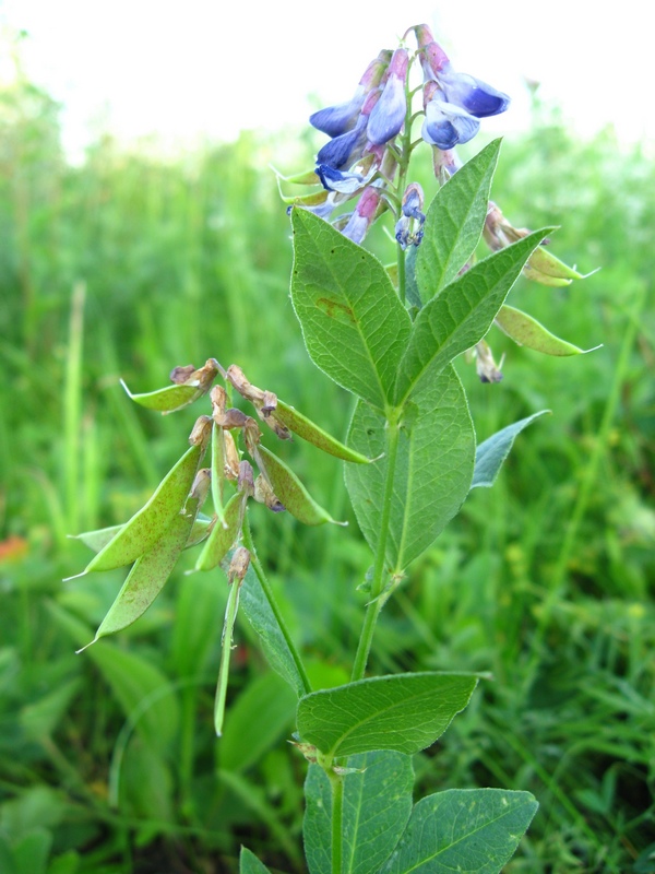 Изображение особи Vicia unijuga.