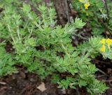 Chamaecytisus supinus. Побеги. Германия, г. Дюссельдорф, Ботанический сад университета. 28.04.2014.