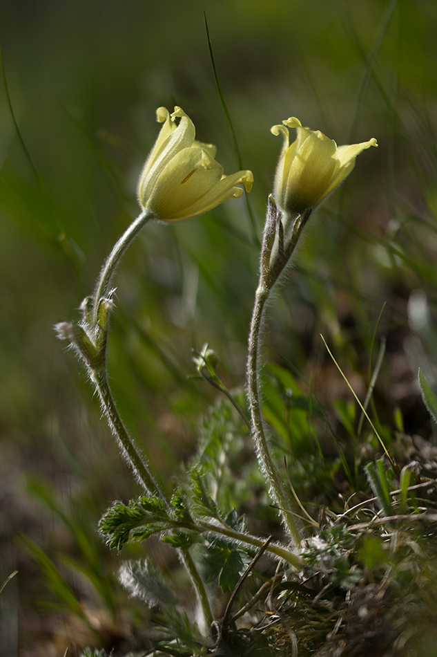 Изображение особи Pulsatilla albana.