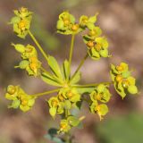 Euphorbia seguieriana. Соцветие. Ростовская обл., Неклиновский р-н, Андреево-Мелентьевское с/п, дол. р. Миус. 30.05.2014.