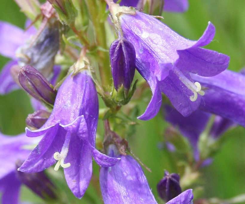 Image of Campanula sibirica specimen.