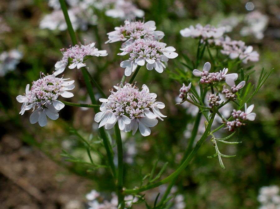 Image of Coriandrum sativum specimen.