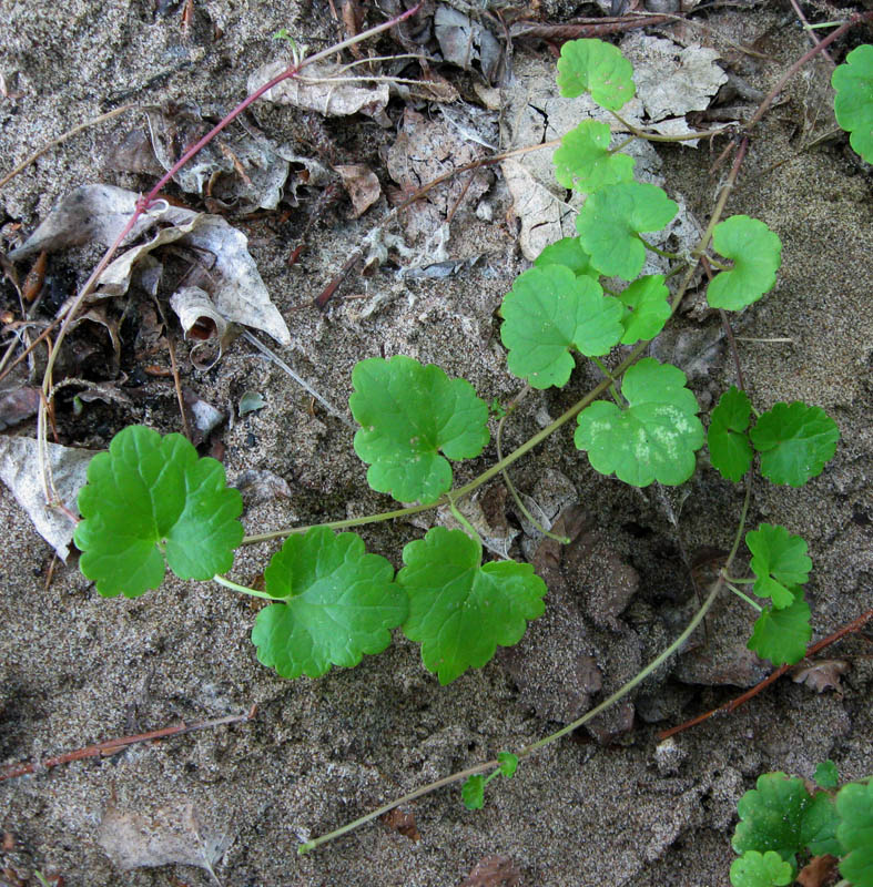 Изображение особи Glechoma hederacea.