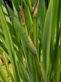 Iris pseudacorus. Часть побега. Германия, г. Дюссельдорф, Ботанический сад университета. 02.06.2014.