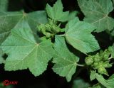 Malva trimestris