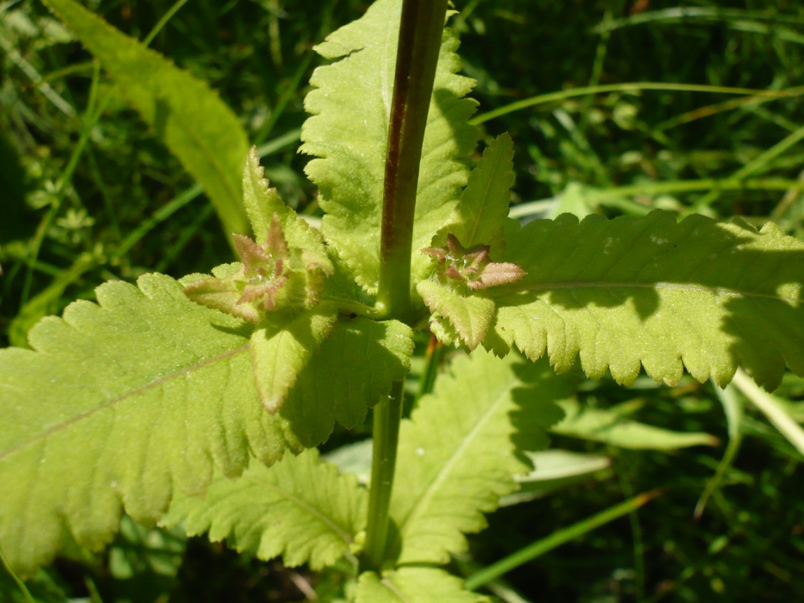 Изображение особи Pedicularis resupinata.