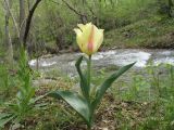 Tulipa greigii. Цветущее растение в подлеске ясеня реколюбивого. Казахстан, хр. Каратау, ущ. Беркара. 18 апреля 2013 г.