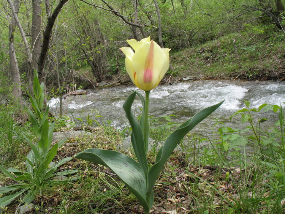 Изображение особи Tulipa greigii.