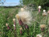 Cirsium setosum