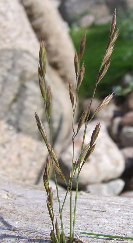 Image of genus Festuca specimen.