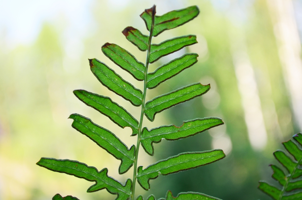 Изображение особи Pteridium pinetorum.