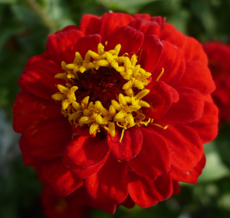 Image of Zinnia elegans specimen.