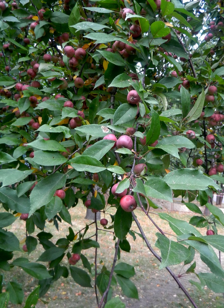 Image of genus Malus specimen.