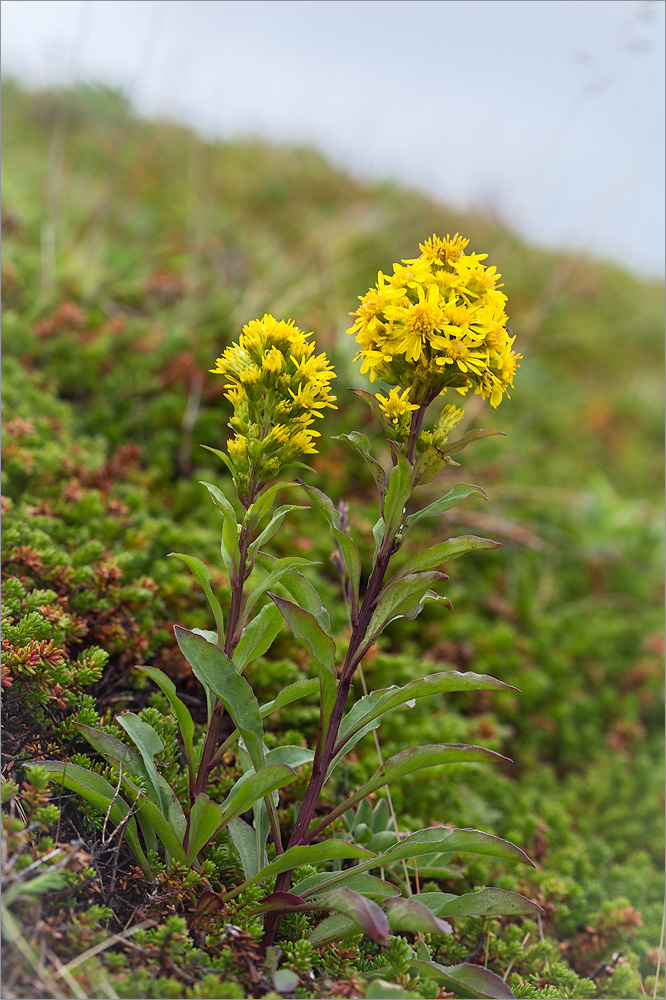 Image of Solidago virgaurea ssp. lapponica specimen.