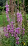 Lythrum salicaria