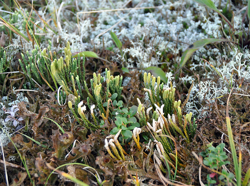 Изображение особи Diphasiastrum alpinum.