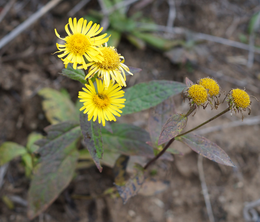 Изображение особи Inula britannica.