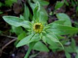 Inula britannica. Верхушка расцветающего растения. Московская обл., Электрогорск, придорожная канава. 04.07.2014.