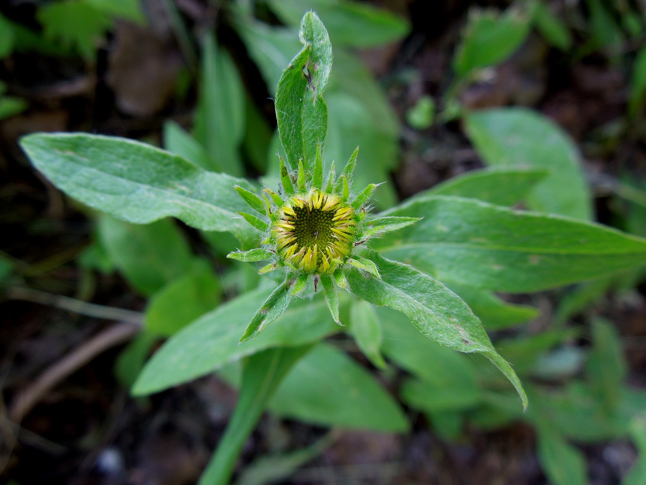 Image of Inula britannica specimen.
