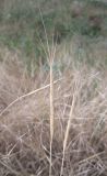 Aegilops cylindrica