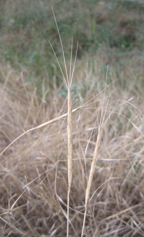 Изображение особи Aegilops cylindrica.