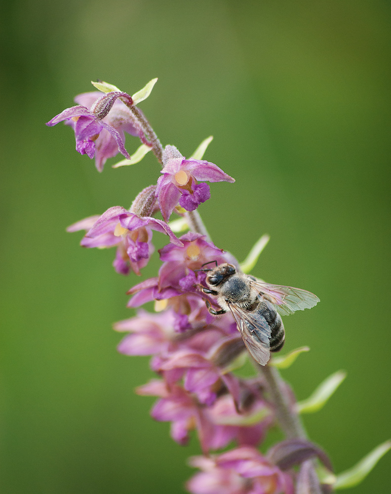 Image of Epipactis atrorubens specimen.