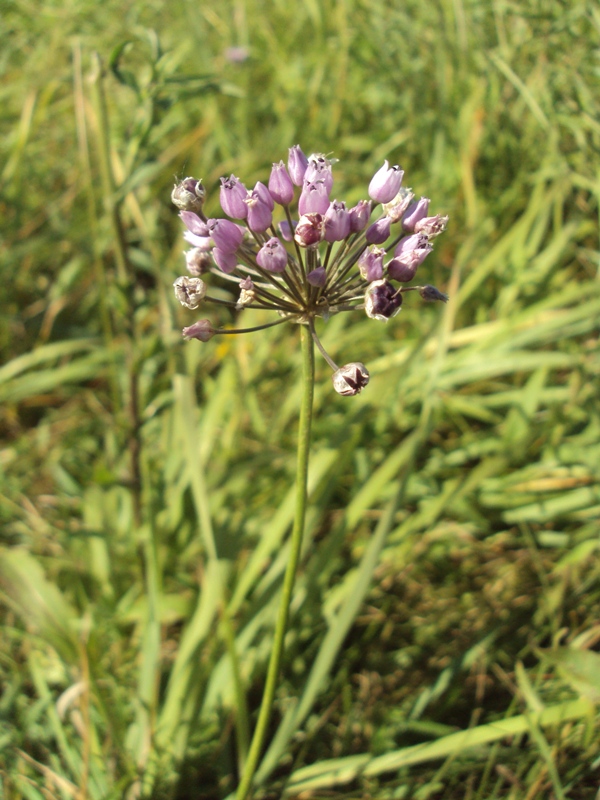 Изображение особи Allium angulosum.