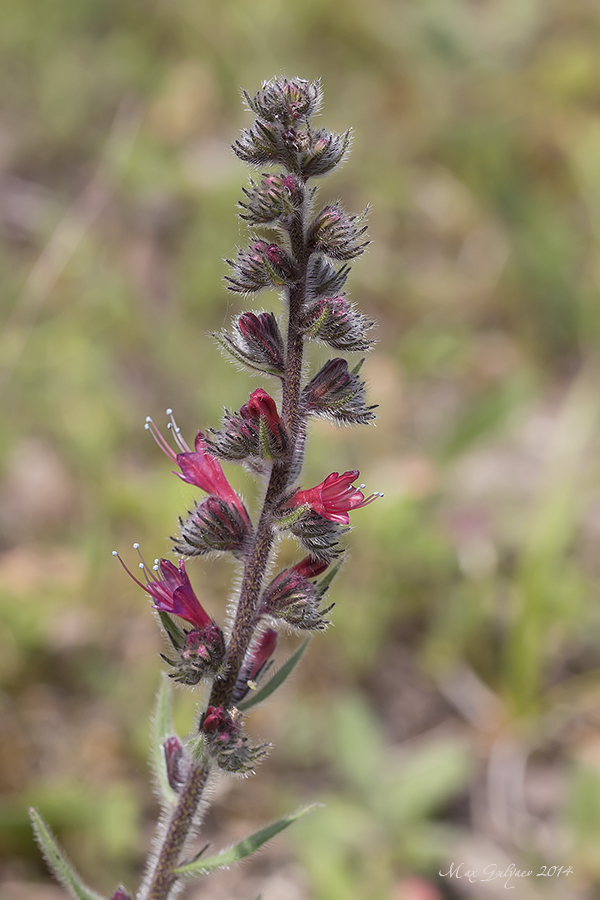 Изображение особи Echium popovii.